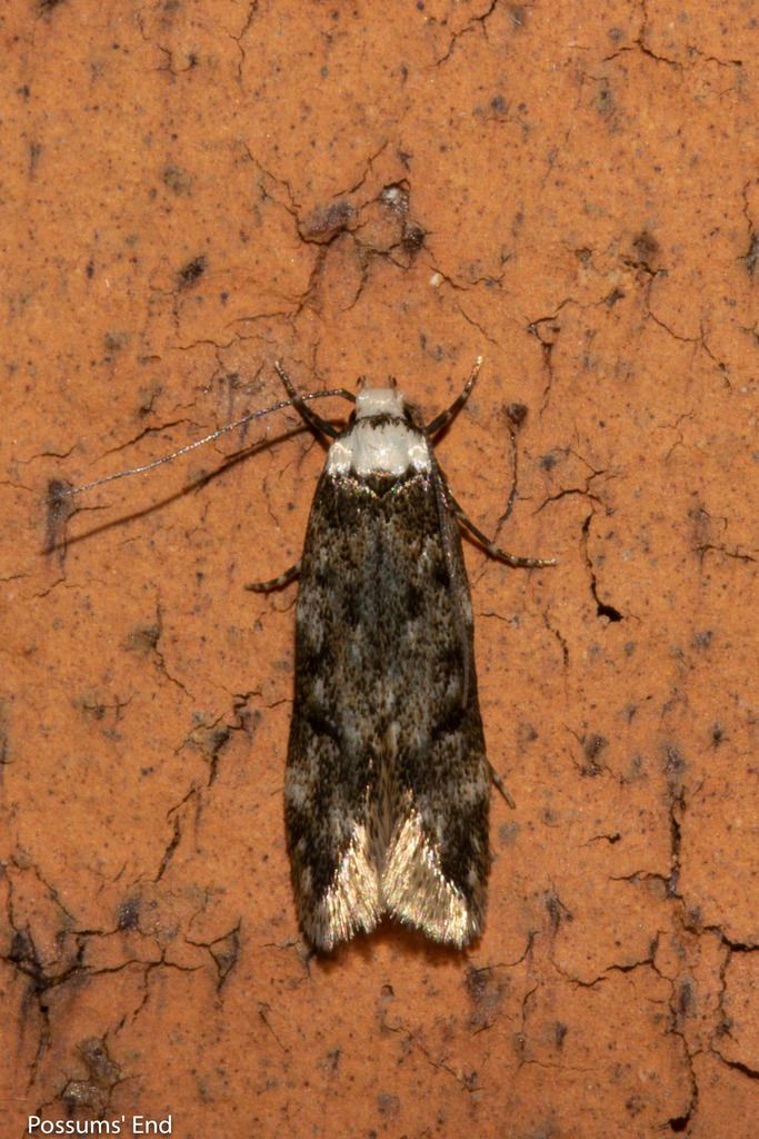 White-shouldered House-moth