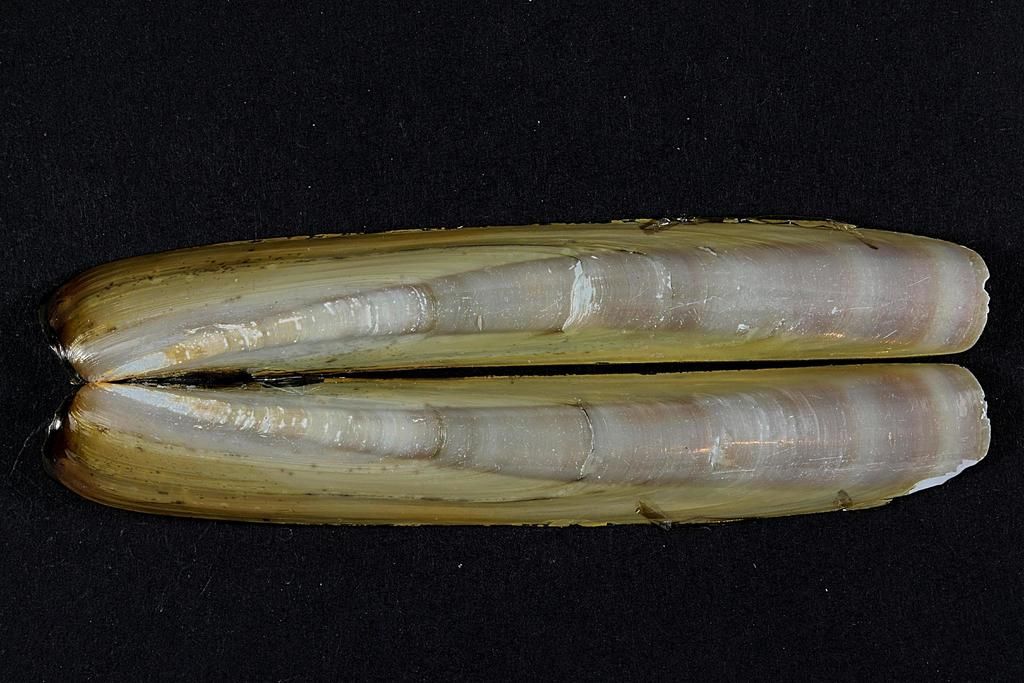 Jack knife clam