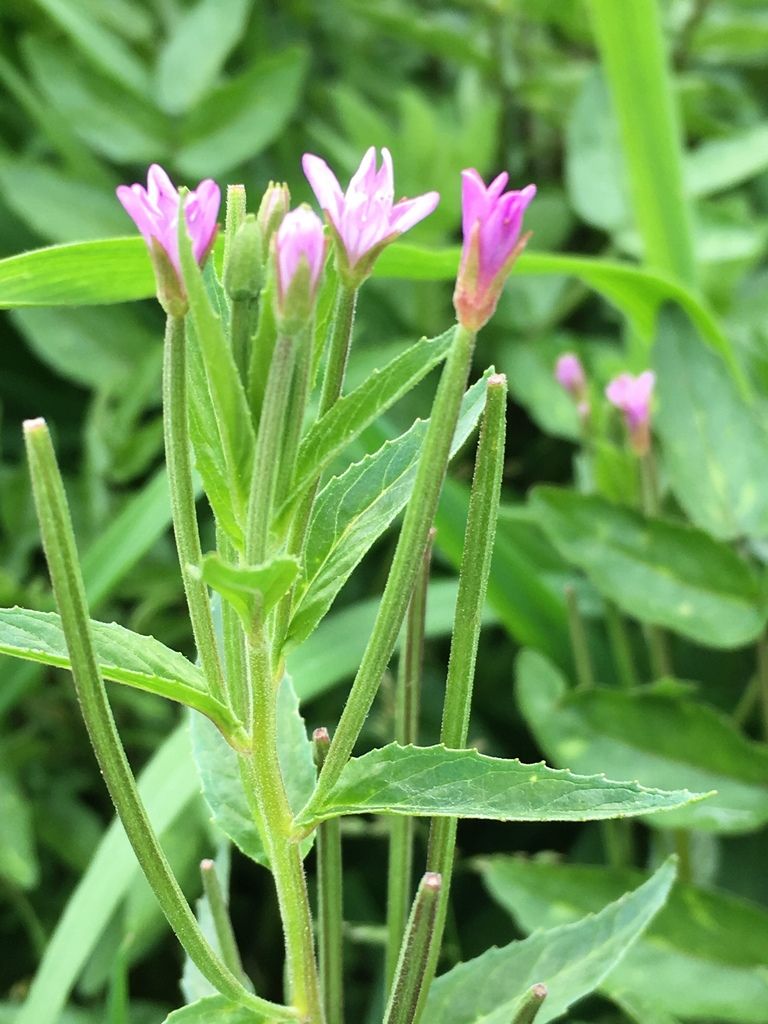 American Willowherb