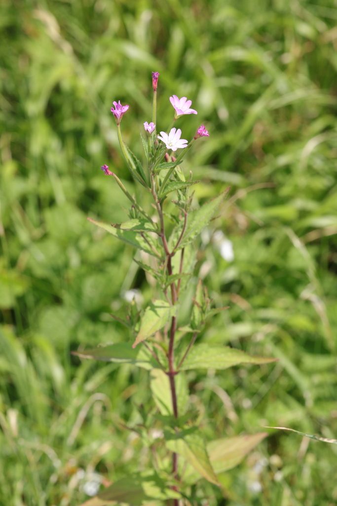 Broad-leaved Willowherb