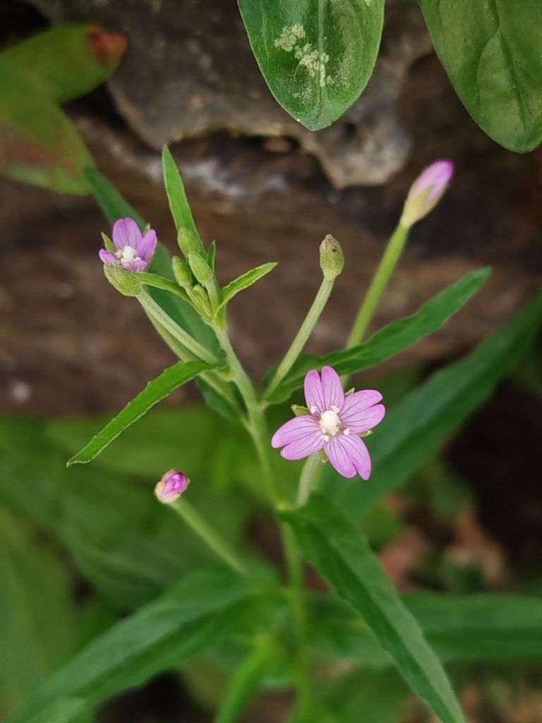 Short-fruited Willowherb