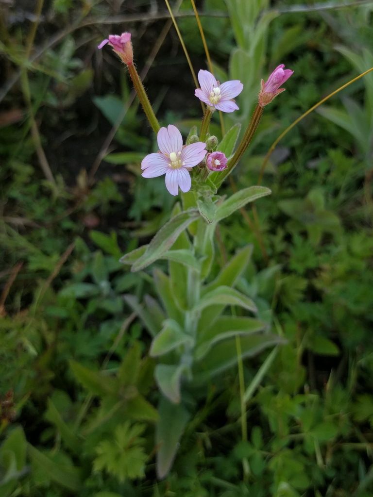 Hoary Willowherb