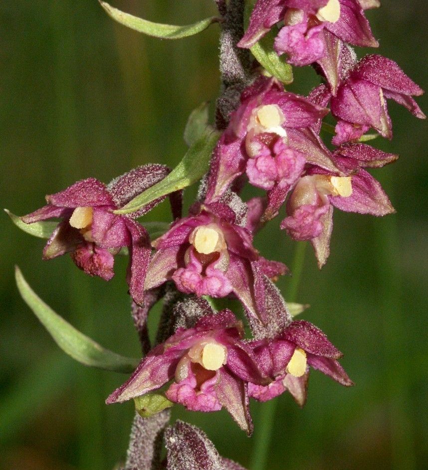 Dark-red Helleborine