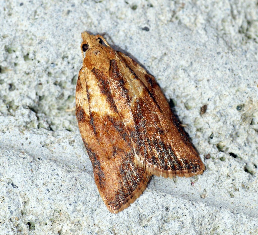 Light Brown Apple Moth