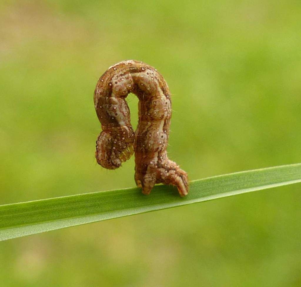 Common Carpet