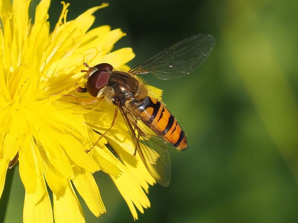 Marmalade Hoverfly