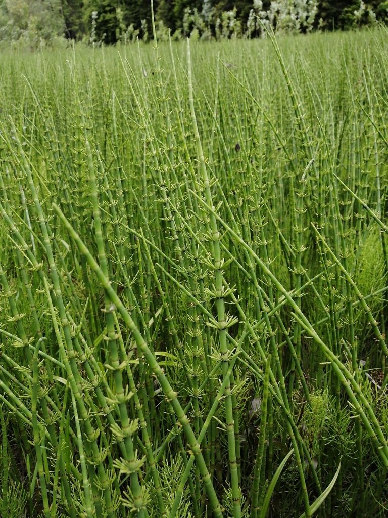 Water Horsetail