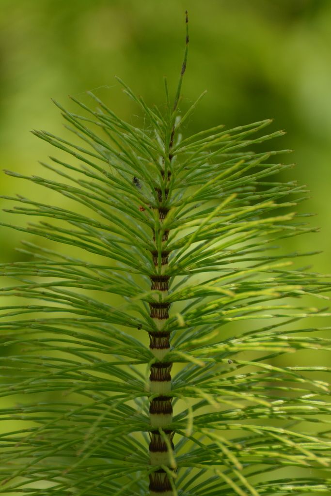 Great Horsetail