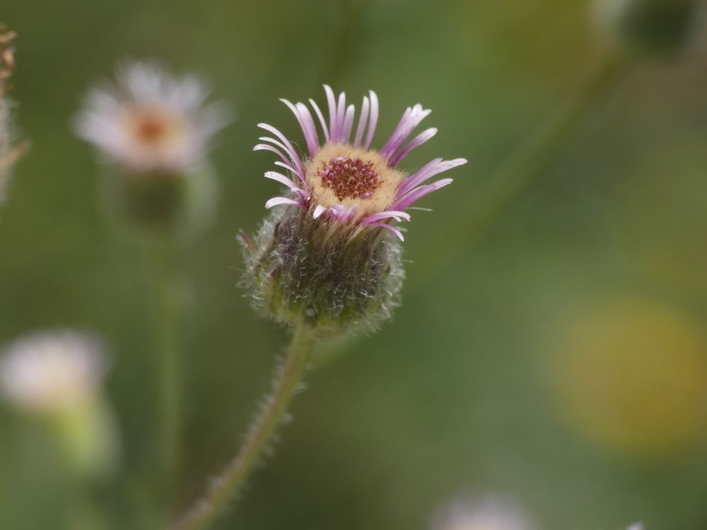 Blue Fleabane
