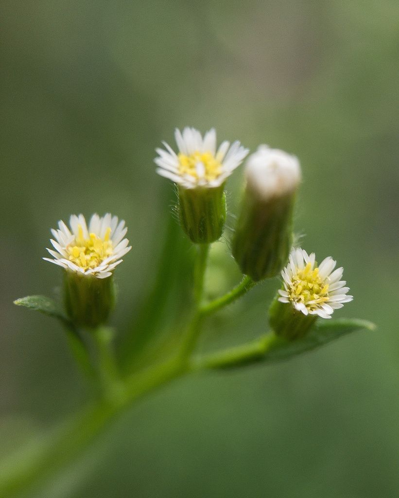 Canadian Fleabane