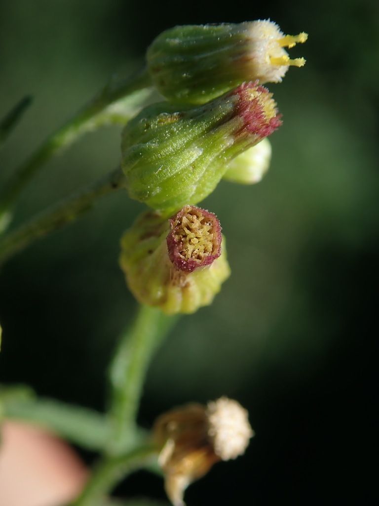 Bilbao Fleabane