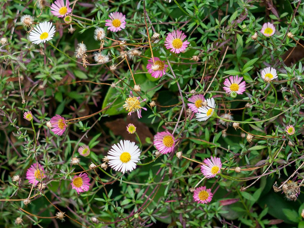 Mexican Fleabane