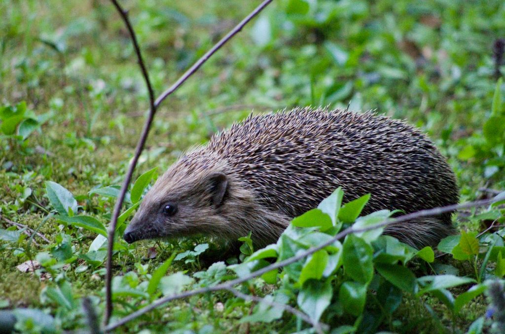 Hedgehog