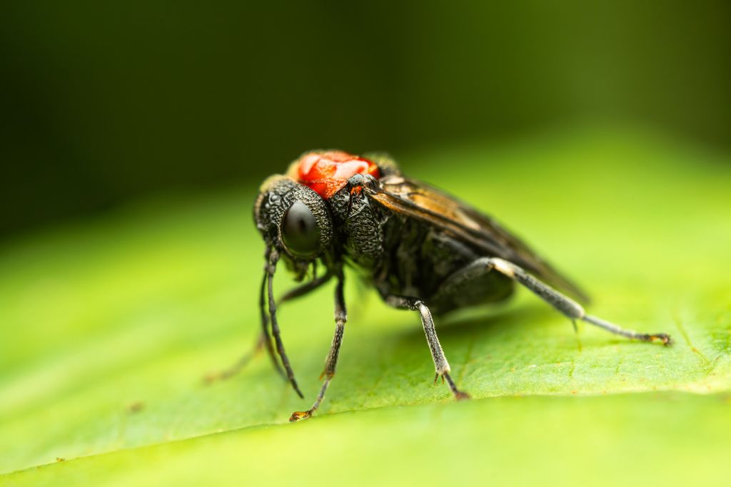 Woolly Alder Sawfly