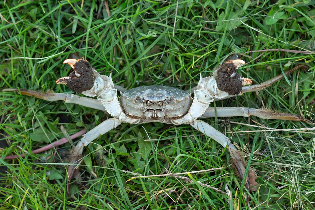 Chinese Mitten Crab
