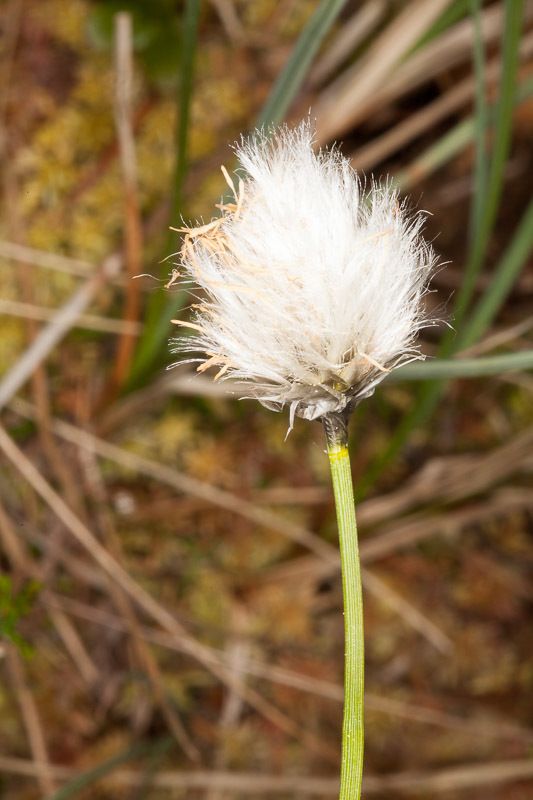 Hare's-tail Cottongrass