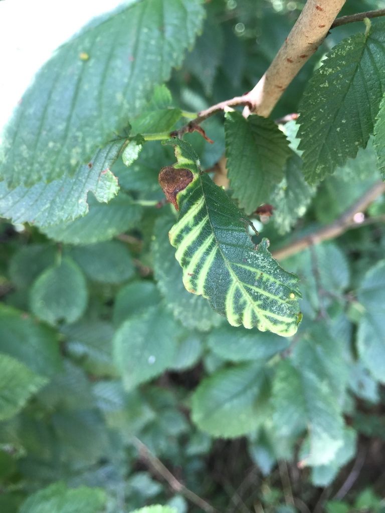 Elm-currant Aphid