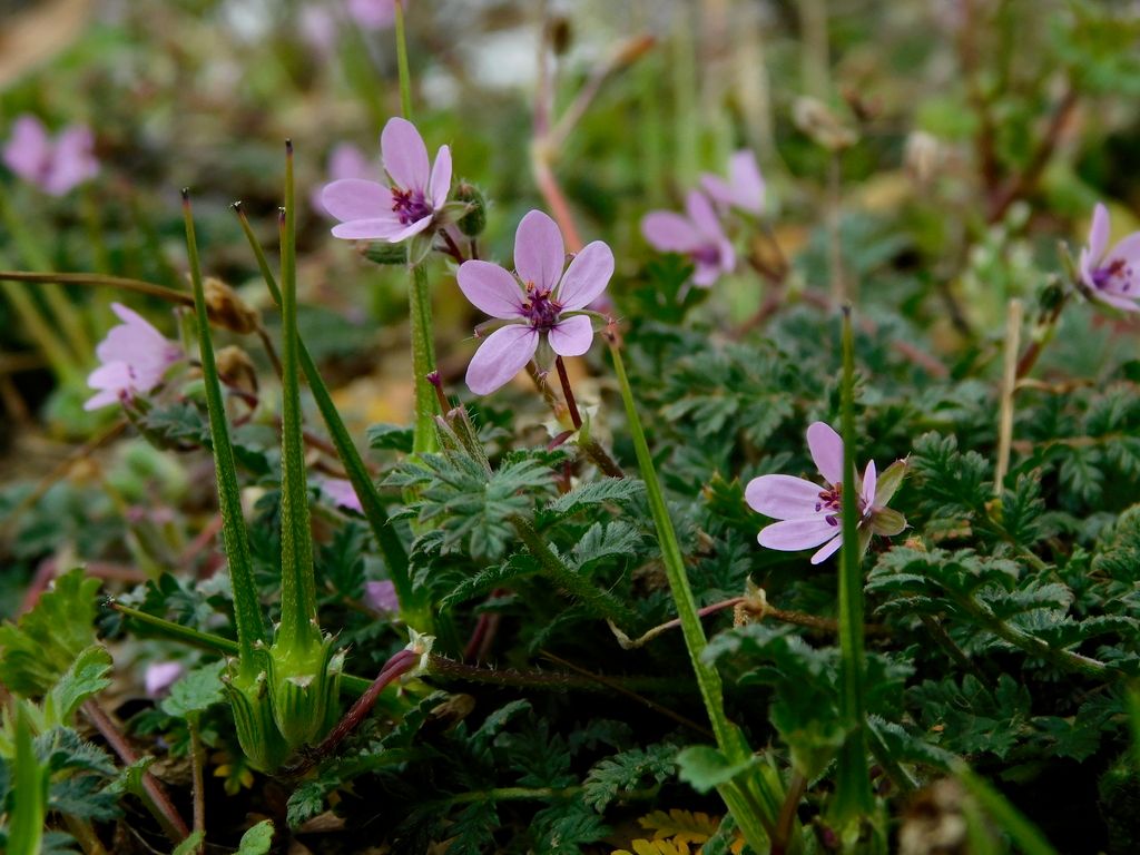 Common Stork's-bill
