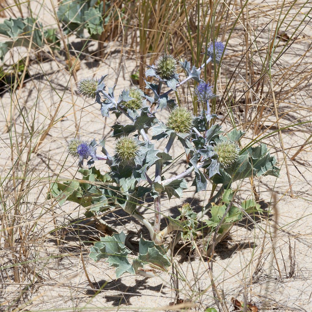 Sea-holly