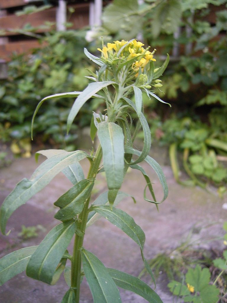 Treacle-mustard