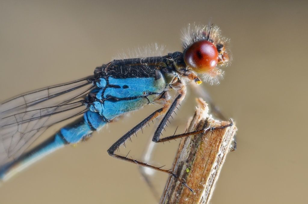 Small Red-eyed Damselfly