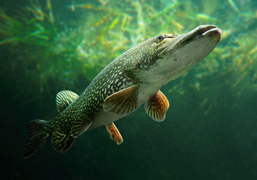 Pike