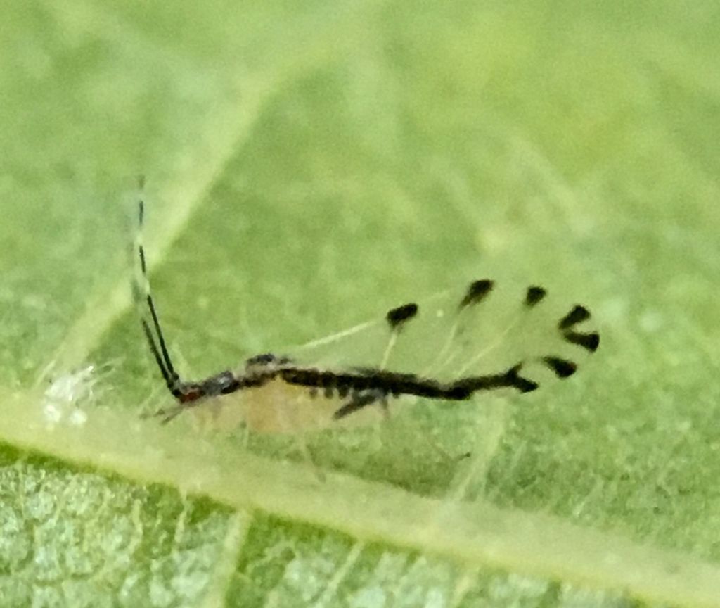 Lime Aphid