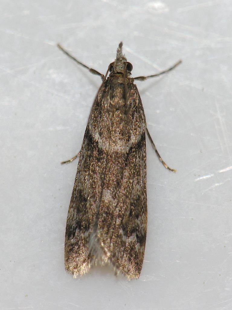 Narrow-winged Grey