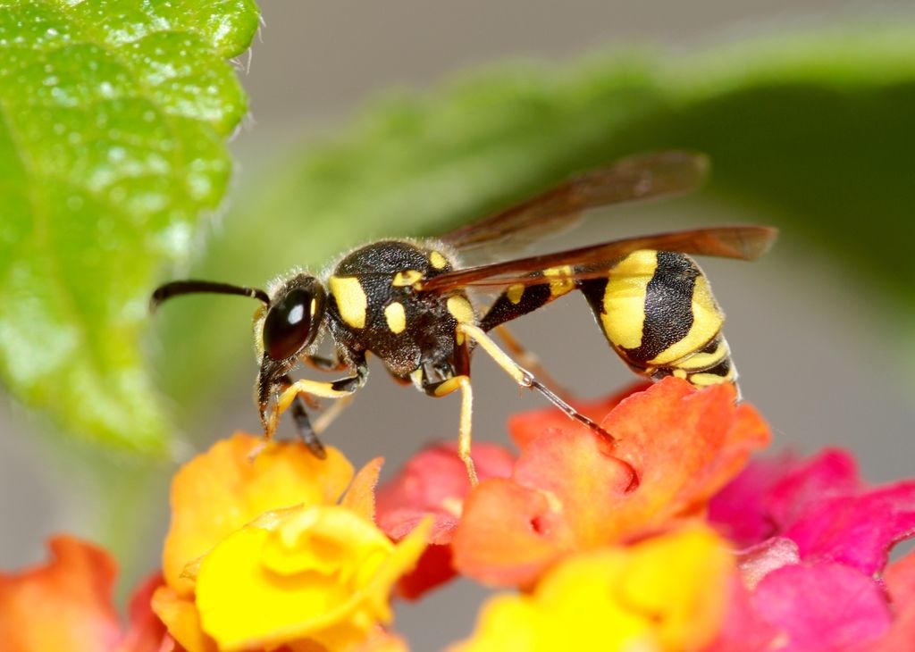Heath Potter Wasp