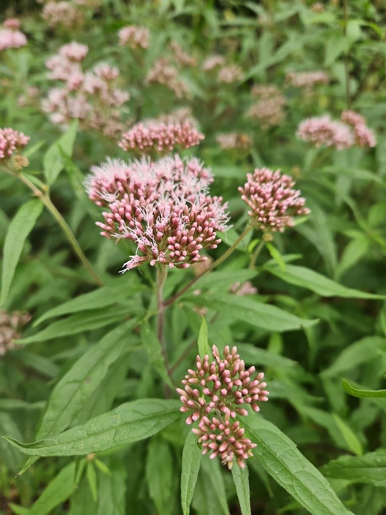 Hemp-agrimony