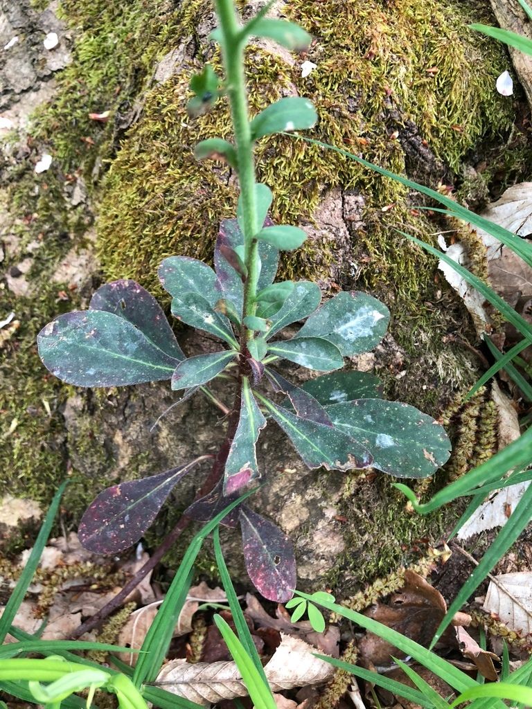 Wood Spurge
