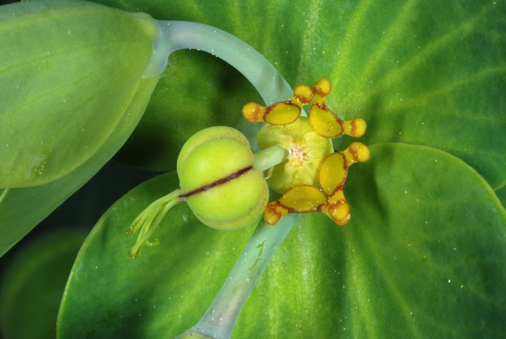 Caper Spurge
