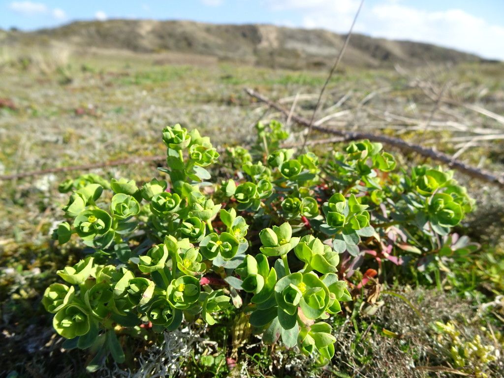 Portland Spurge
