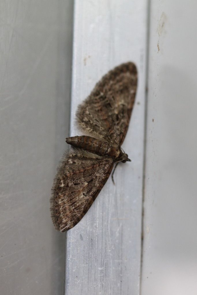 Brindled Pug