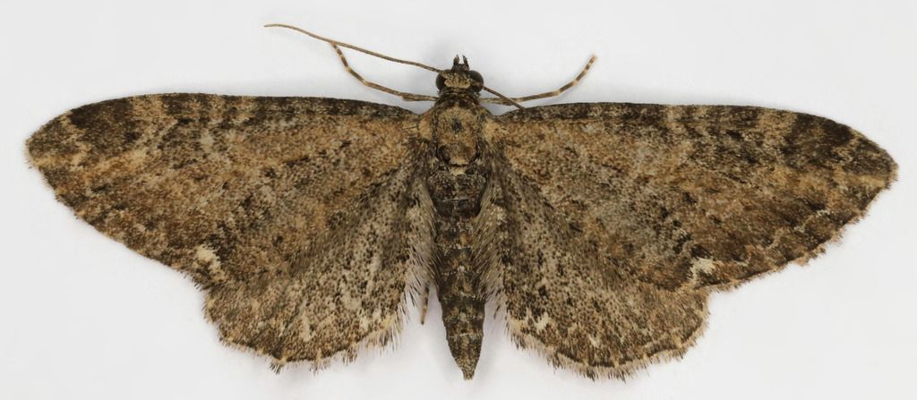 Common Pug