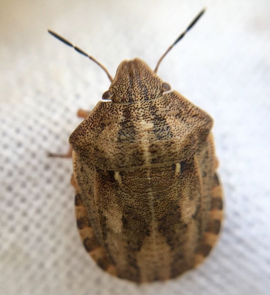Tortoise Bug