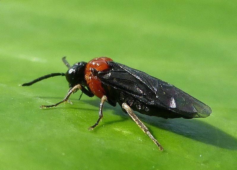 Saddleback Grass-cutter
