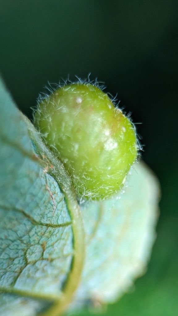 Sallow Pea-galler