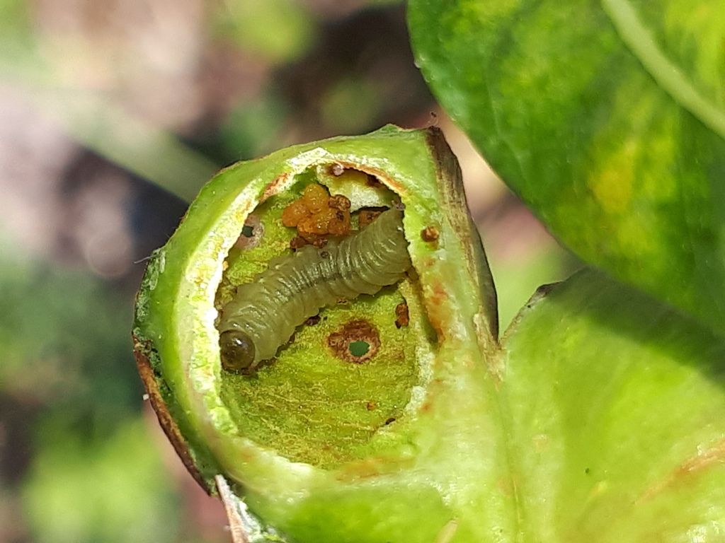 Willow Bean-galler