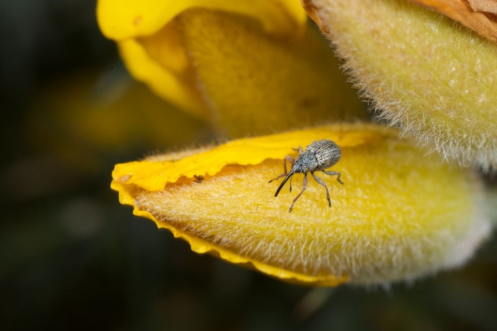 Gorse Weevil