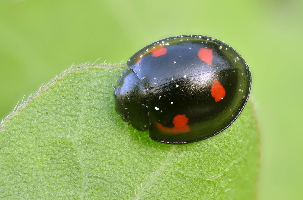 Pine Ladybird