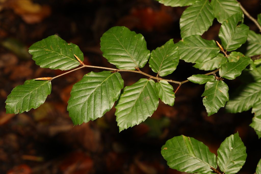 Beech