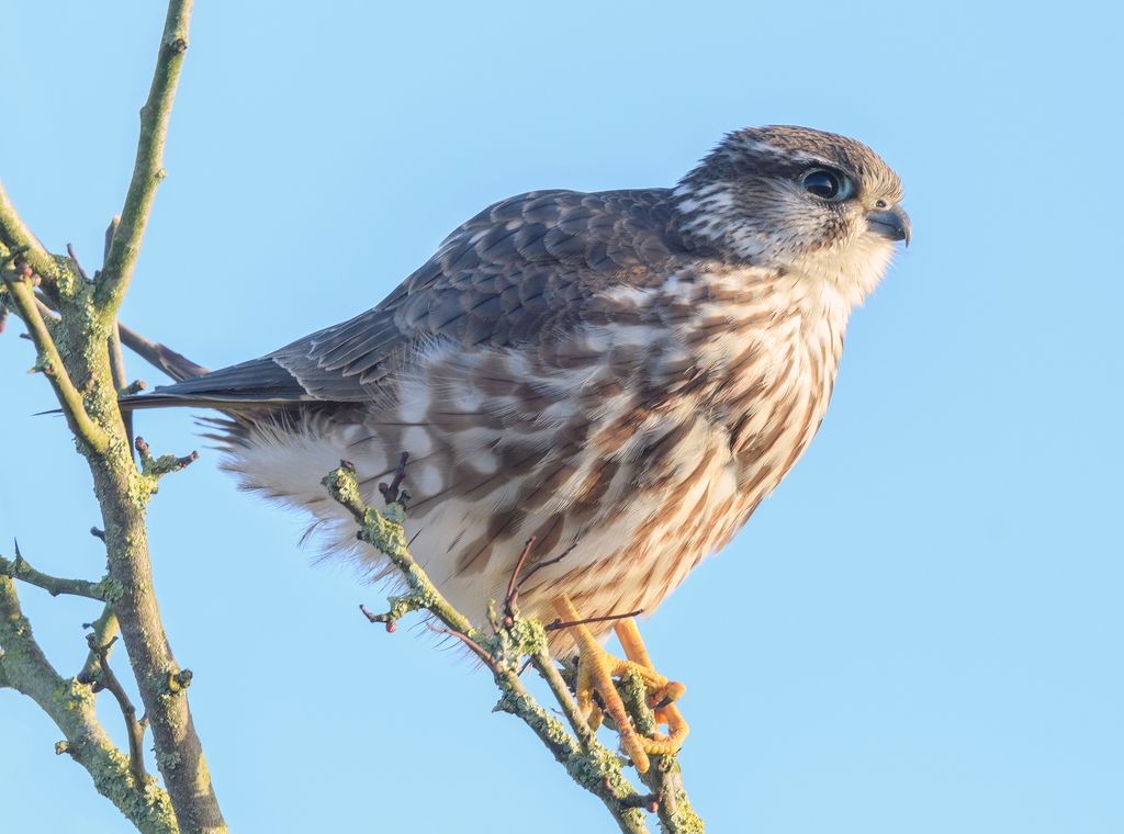 Merlin