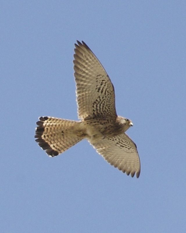 Lesser Kestrel