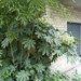 Fatsia