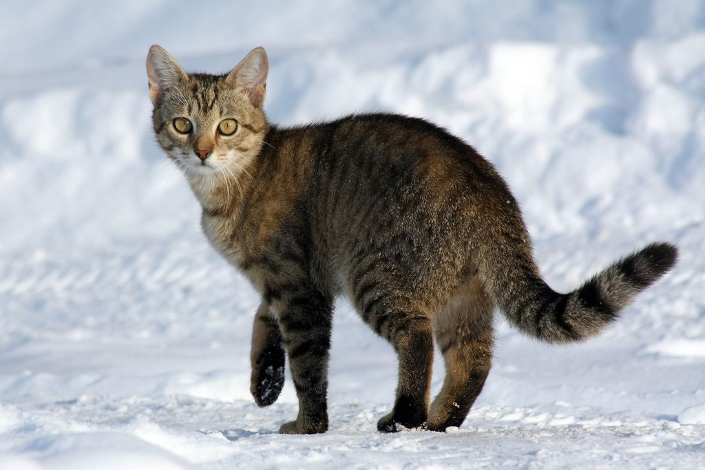 Feral Cat