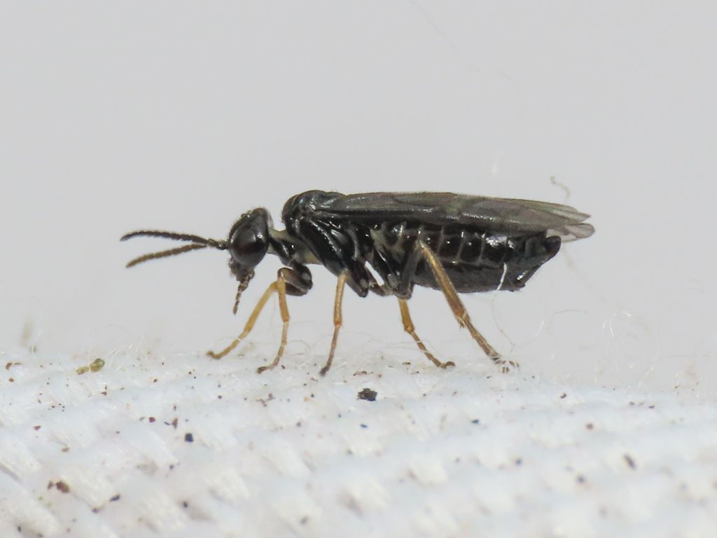 Cinquefoil Mining Sawfly