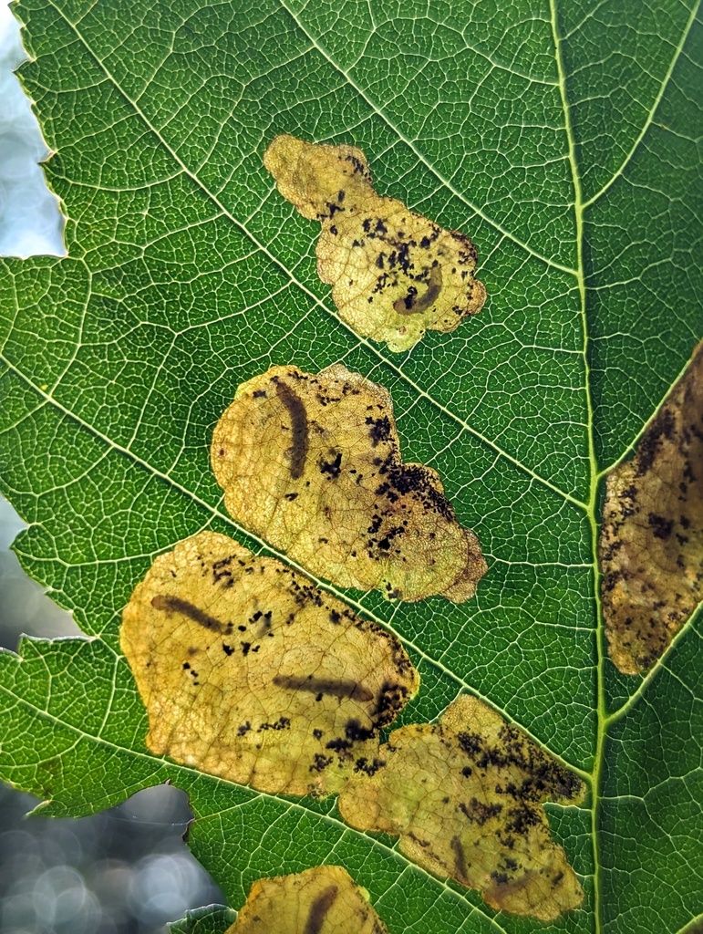 Dorhn’s Alder Mining Sawfly