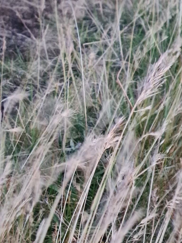 Viviparous Sheep's-fescue