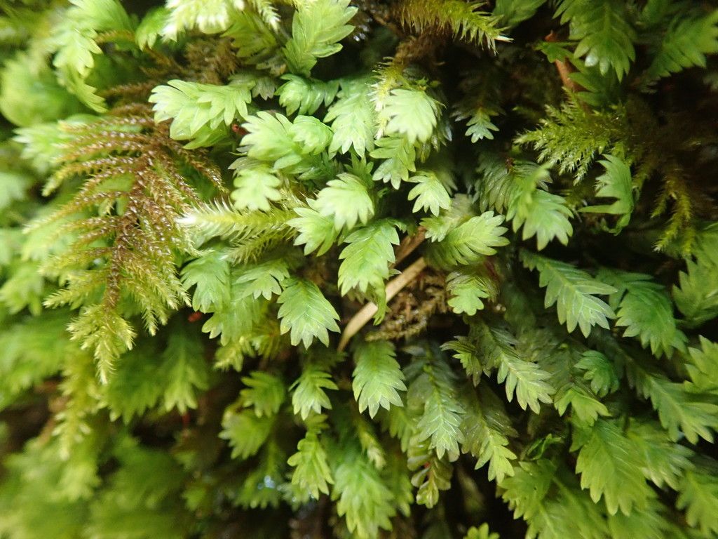 Maidenhair Pocket-moss